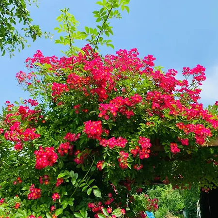 Juttchen Apartmán Rossleben